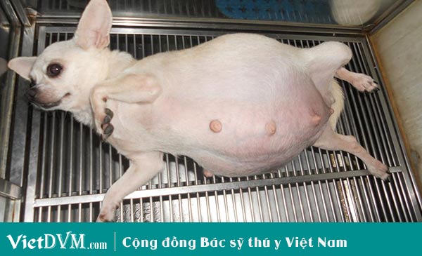 Chó có chửa đc không? Chó có chửa đc không?
