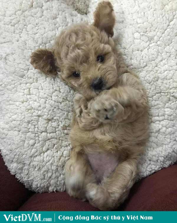 Làm thế nào giảm mùi hôi trên chó poodle Làm thế nào giảm mùi hôi trên chó poodle