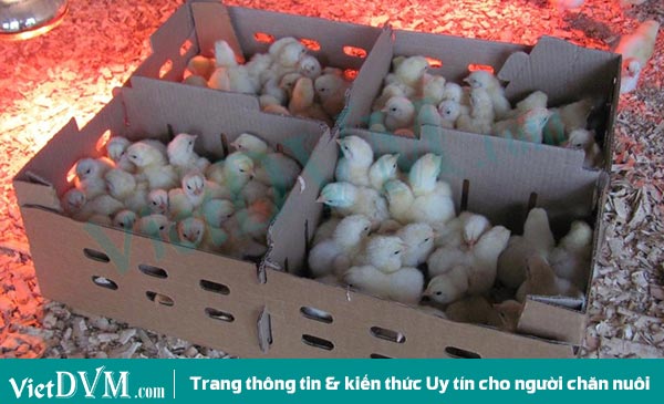 Gà con đẹp, khỏe mạnh là nền tảng đầu tiên cho quá trình chăn nuôi thành công. Gà con đẹp, khỏe mạnh là nền tảng đầu tiên cho quá trình chăn nuôi thành công.