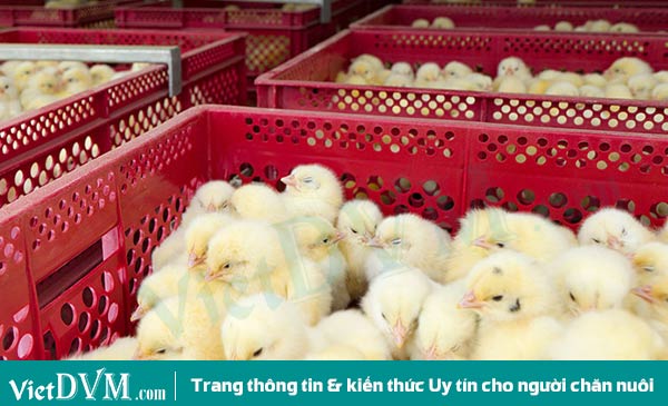 Phân biệt gà loại 1 và loại 2 theo tiêu chuẩn. Phân biệt gà loại 1 và loại 2 theo tiêu chuẩn.