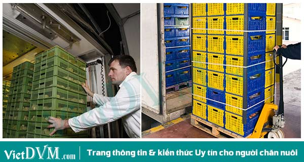 Vận chuyển gà là khâu vô cùng quan trọng. Vận chuyển gà là khâu vô cùng quan trọng.