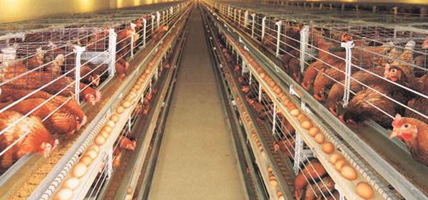 Gà đẻ nuôi trong chuồng lồng. Gà đẻ nuôi trong chuồng lồng.
