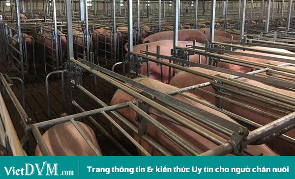 Những heo nái cai sữa trong tuần đang được chuẩn bị cho thụ tinh nhân tạo. Những heo nái cai sữa trong tuần đang được chuẩn bị cho thụ tinh nhân tạo.