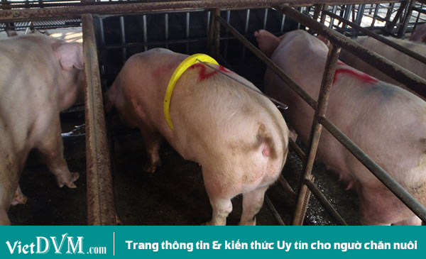 Một heo nái có vấn đề, nó quá non tuổi nên khi đứng trước heo đực thí tình nó vẫn ngủ. Một heo nái có vấn đề, nó quá non tuổi nên khi đứng trước heo đực thí tình nó vẫn ngủ.
