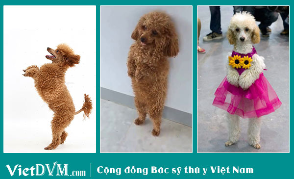 Huấn luyện Poodle đứng bằng 2 chân Huấn luyện Poodle đứng bằng 2 chân
