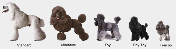 Kích thước các giống chó Poodle tại Việt Nam Kích thước các giống chó Poodle tại Việt Nam