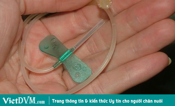 Kim bướm để chuyền thuốc vào thẳng tĩnh mạch chi sau. Kim bướm để chuyền thuốc vào thẳng tĩnh mạch chi sau.