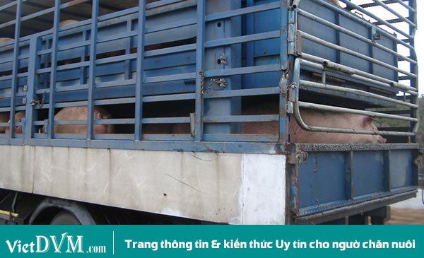 Nhập heo nái hậu bị thay thế đàn Nhập heo nái hậu bị thay thế đàn