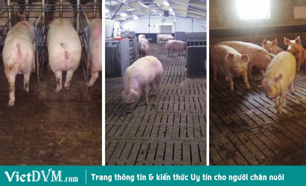 RLP là một phương pháp khả thi để điều trị tình trạng heo què. RLP là một phương pháp khả thi để điều trị tình trạng heo què.
