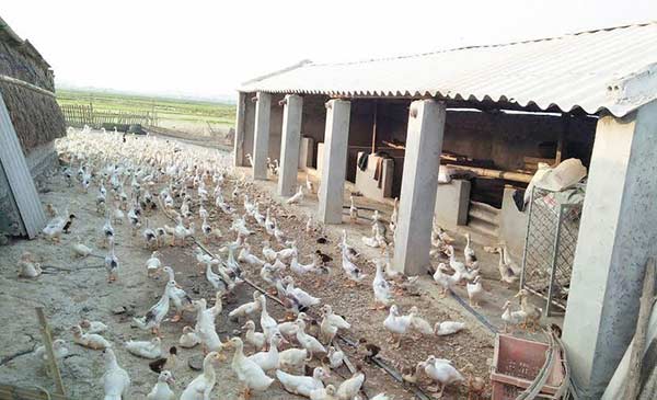 Vịt đầy chuồng và huyện lại đang kêu gọi Vịt đầy chuồng và huyện lại đang kêu gọi