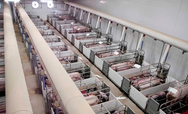 Mọi nỗ lực đều hướng tới mục tiêu giúp trang trại chăn nuôi hiệu quả hơn! Mọi nỗ lực đều hướng tới mục tiêu giúp trang trại chăn nuôi hiệu quả hơn!