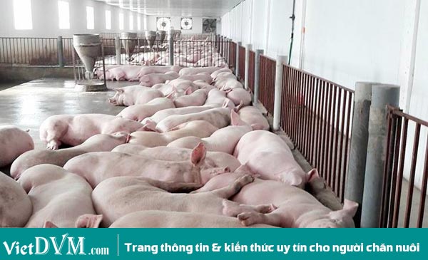 Sau nhiều cuộc giải cứu, giá heo hơi vẫn khó cán mốc 30.000 đ/kg Sau nhiều cuộc giải cứu, giá heo hơi vẫn khó cán mốc 30.000 đ/kg