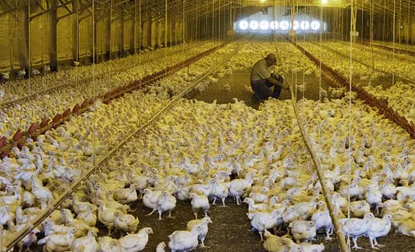 Trong hơn 2 thập kỷ qua, HACCP là công cụ giúp các nhà sản xuất và chế biến thực phẩm phát hiện và kiểm soát các mối nguy cho thực phẩm. Trong hơn 2 thập kỷ qua, HACCP là công cụ giúp các nhà sản xuất và chế biến thực phẩm phát hiện và kiểm soát các mối nguy cho thực phẩm.