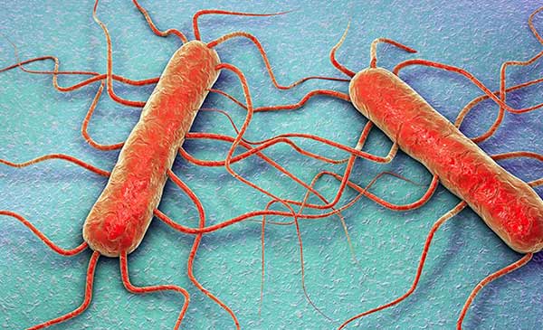 Vi khuẩn Listeria monocytogenes. Vi khuẩn Listeria monocytogenes.