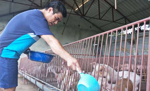 Ông Trần Văn Khánh, công nhân chăm sóc heo tại một trang trại chăn nuôi lớn ở Hà Nội cho biết, so với ngày 22 và 23.7, hôm nay nhiều lái buôn đã chủ động gọi điện cho các trại để mua heo với giá khoảng 37.000 đồng đến 38.000 đồng/kg hơi. Với giá này người chăn nuôi có lãi khoảng vài nghìn đồng/kg. Ông Trần Văn Khánh, công nhân chăm sóc heo tại một trang trại chăn nuôi lớn ở Hà Nội cho biết, so với ngày 22 và 23.7, hôm nay nhiều lái buôn đã chủ động gọi điện cho các trại để mua heo với giá khoảng 37.000 đồng đến 38.000 đồng/kg hơi. Với giá này người chăn nuôi có lãi khoảng vài nghìn đồng/kg.