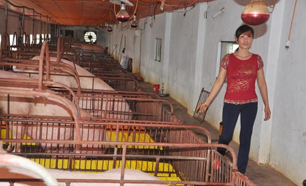 Dù giá heo giống đã tăng lên 1 triệu đồng/con, song gia đình nhà bà Xuyến ở Thái Bình không còn heo để xuất chuồng. Dù giá heo giống đã tăng lên 1 triệu đồng/con, song gia đình nhà bà Xuyến ở Thái Bình không còn heo để xuất chuồng.