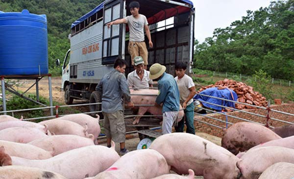 Sau cơn bão số 2, giá heo hơi tại Nghệ An tiếp tục tăng cao. Ảnh IT Sau cơn bão số 2, giá heo hơi tại Nghệ An tiếp tục tăng cao. Ảnh IT