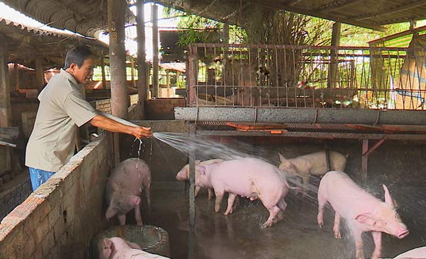 Nông dân TP. Sa Đéc chăm sóc đàn heo chờ ngày xuất bán. Ảnh: Đông Xuân Nông dân TP. Sa Đéc chăm sóc đàn heo chờ ngày xuất bán. Ảnh: Đông Xuân
