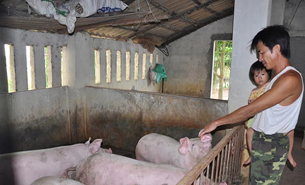 Theo khảo sát của phóng viên Dân Việt trong ngày 16.7, giá heo hơi tại nhiều tỉnh, thành miền Bắc đã lên trên 40.000 đồng/kg. Tuy nhiên, nhiều hộ chăn nuôi tại các tỉnh này đã không còn heo để bán. Theo khảo sát của phóng viên Dân Việt trong ngày 16.7, giá heo hơi tại nhiều tỉnh, thành miền Bắc đã lên trên 40.000 đồng/kg. Tuy nhiên, nhiều hộ chăn nuôi tại các tỉnh này đã không còn heo để bán.