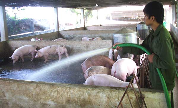 Giá heo hôm nay 25.7 ở Long Hồ, tỉnh Vĩnh Long hiện đang giảm giá trở lại. Giá heo hôm nay 25.7 ở Long Hồ, tỉnh Vĩnh Long hiện đang giảm giá trở lại.