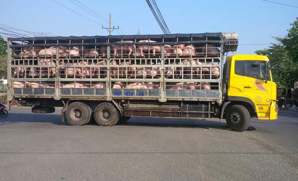 Heo đang được xuất đi tiêu thụ Heo đang được xuất đi tiêu thụ