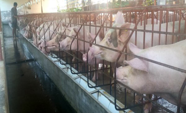 Heo được nuôi tại một trang trại chăn nuôi ở Đồng Nai. Ảnh: NH Heo được nuôi tại một trang trại chăn nuôi ở Đồng Nai. Ảnh: NH