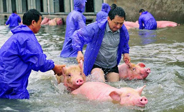 Heo được cứu khỏi một trang trại ngập nước ở TP Lục An, tỉnh An Huy hôm 5-7 Ảnh: REUTERS Heo được cứu khỏi một trang trại ngập nước ở TP Lục An, tỉnh An Huy hôm 5-7 Ảnh: REUTERS