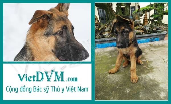 Một số nguyên nhân khiến chó becgie đức bị cụp tai Một số nguyên nhân khiến chó becgie đức bị cụp tai