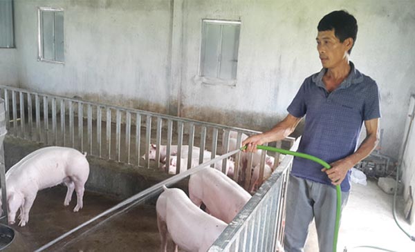 Chăn nuôi nông hộ chịu thiệt nhiều nhất trong chuỗi giá trị Chăn nuôi nông hộ chịu thiệt nhiều nhất trong chuỗi giá trị
