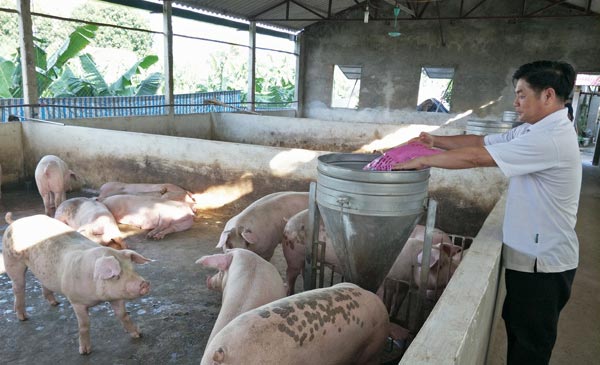 Giá heo trong mấy ngày hôm nay đã giảm và ở ngưỡng trung bình. Ông Trần Duy Hưng đổ cám cho đàn heo ăn tại trang trại của gia đình ở huyện Đan Phượng (Hà Nội). Giá heo trong mấy ngày hôm nay đã giảm và ở ngưỡng trung bình. Ông Trần Duy Hưng đổ cám cho đàn heo ăn tại trang trại của gia đình ở huyện Đan Phượng (Hà Nội).
