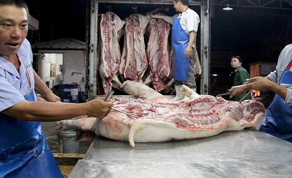 Dự báo năm 2017 việc xuất khẩu heo hơi theo đường tiểu ngạch giảm 80% so với năm 2016. Ảnh: Hoàng Giang Dự báo năm 2017 việc xuất khẩu heo hơi theo đường tiểu ngạch giảm 80% so với năm 2016. Ảnh: Hoàng Giang