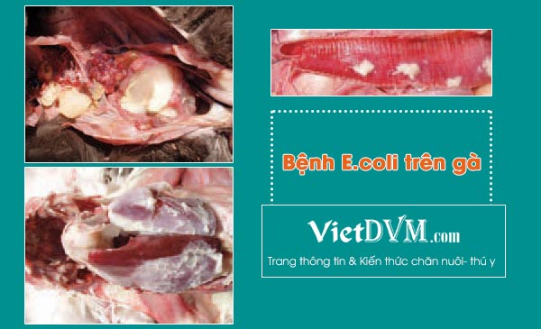 Ecoli gây nhiễm trùng huyết có nguồn gốc từ đường hô hấp Ecoli gây nhiễm trùng huyết có nguồn gốc từ đường hô hấp