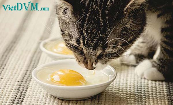 Cho mèo ăn trứng tươi sống có tốt không?