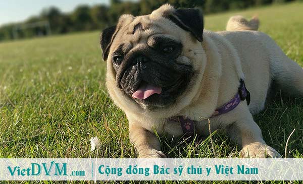 Chó pug mang thai bao nhiêu ngày? Chó pug mang thai bao nhiêu ngày?