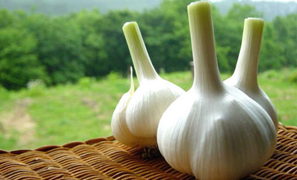 Các sản phẩm có nguồn gốc thực vật là những hợp chất có tiềm năng rất lớn trong việc thay thế kháng sinh cổ điển để điều trị các bệnh liên quan đến đường ruột. Các sản phẩm có nguồn gốc thực vật là những hợp chất có tiềm năng rất lớn trong việc thay thế kháng sinh cổ điển để điều trị các bệnh liên quan đến đường ruột.