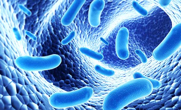 Probiotics là tập hợp một hoặc nhiều vi sinh vật được nuôi cấy trong phòng thí nghiệm có ảnh hưởng đến cơ thể vật nuôi bằng khả năng cải thiện tính chất của các vi sinh vật “bản địa”. Probiotics là tập hợp một hoặc nhiều vi sinh vật được nuôi cấy trong phòng thí nghiệm có ảnh hưởng đến cơ thể vật nuôi bằng khả năng cải thiện tính chất của các vi sinh vật “bản địa”.