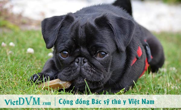 Chó pug động dục khi nào? Chó pug động dục khi nào?