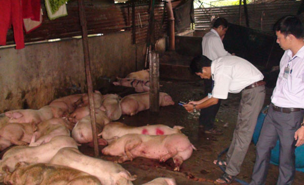 Lực lượng kiểm tra số heo bị lở mồm, long móng Lực lượng kiểm tra số heo bị lở mồm, long móng