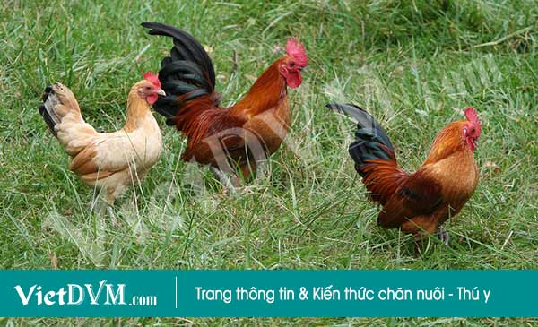Chiến lược xoay quanh 3 yếu tố kinh tế, xã hội và môi trường. Chiến lược xoay quanh 3 yếu tố kinh tế, xã hội và môi trường.