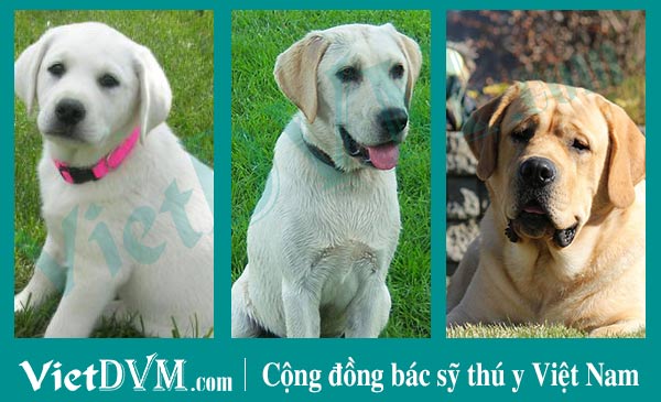 Biểu hiện trên khuôn mặt giúp chúng ta có thể ước chừng được tuổi của chó Biểu hiện trên khuôn mặt giúp chúng ta có thể ước chừng được tuổi của chó