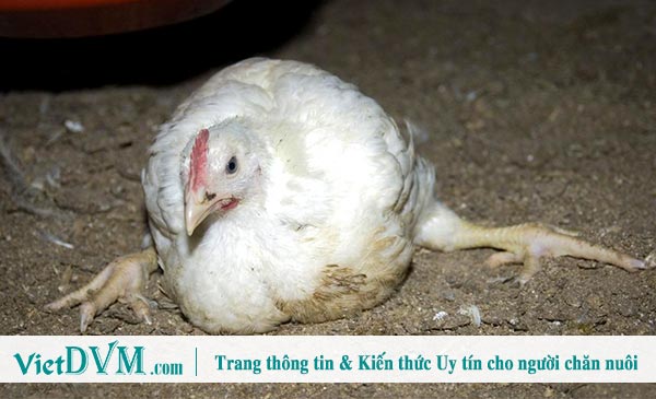 Gà bị què quặt hay suy giảm vận động trên gia cầm là những tình trạng vô cùng đáng báo động Gà bị què quặt hay suy giảm vận động trên gia cầm là những tình trạng vô cùng đáng báo động
