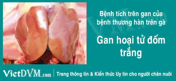 Gan hoại tử đốm trắng. Gan hoại tử đốm trắng.