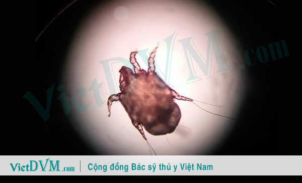 Trường hợp ghẻ tìm thấy trong tai của mèo Trường hợp ghẻ tìm thấy trong tai của mèo