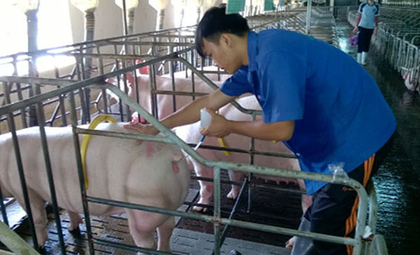 Mầm bệnh cư trú trong tinh trùng heo đực và lây lan từ đó. Mầm bệnh cư trú trong tinh trùng heo đực và lây lan từ đó.