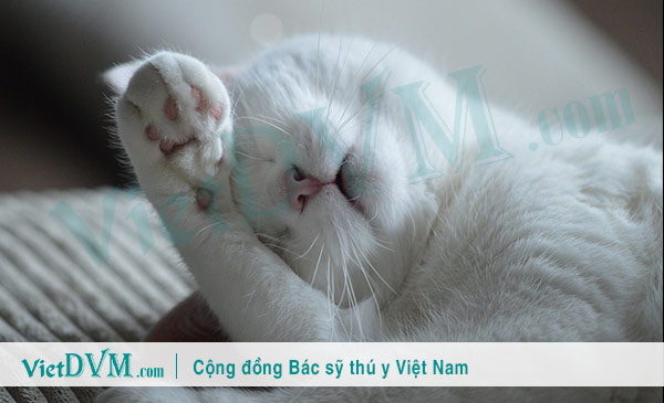 Mèo bị dị ứng gây ngứa ngáy ở tai và đầu Mèo bị dị ứng gây ngứa ngáy ở tai và đầu