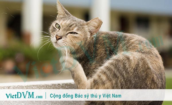 Biểu hiện rõ nhật biết là mèo bị ngứa tai Biểu hiện rõ nhật biết là mèo bị ngứa tai