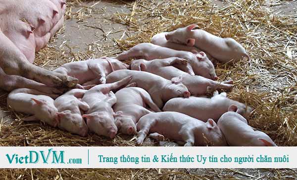 Cần phải hiểu đúng các chỉ số sản xuất chính được sử dụng để đánh giá hiệu suất chăn nuôi và cách thức tính toán các chỉ số đó để nắm bắt tình hình trang trại một cách chính xác nhất, thực tế nhất. Cần phải hiểu đúng các chỉ số sản xuất chính được sử dụng để đánh giá hiệu suất chăn nuôi và cách thức tính toán các chỉ số đó để nắm bắt tình hình trang trại một cách chính xác nhất, thực tế nhất.