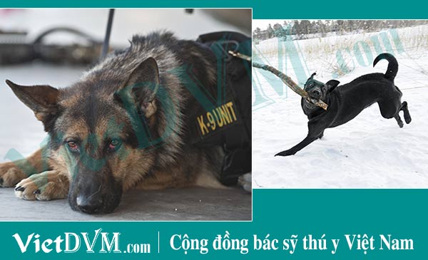 Nhận biết tuổi của chó thông qua hành vi của chúng Nhận biết tuổi của chó thông qua hành vi của chúng
