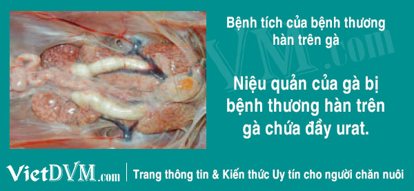 Niệu quản của gà bị bệnh thương hàn trên gà chứa đầy urat. nieu quan chua nhieu urat do nhiem thuong han ga