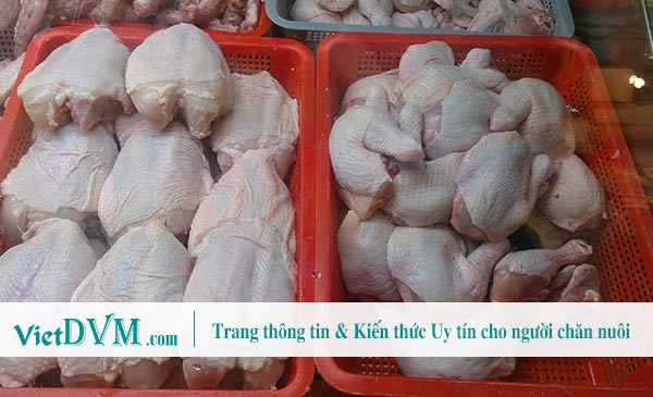 Ngày càng có nhiều công ty cam kết là sẽ chỉ tiêu thụ thịt gà đạt tiêu chuẩn chất lượng GAP. Ngày càng có nhiều công ty cam kết là sẽ chỉ tiêu thụ thịt gà đạt tiêu chuẩn chất lượng GAP.